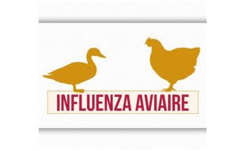 Influenza aviaire niveau de risque modéré